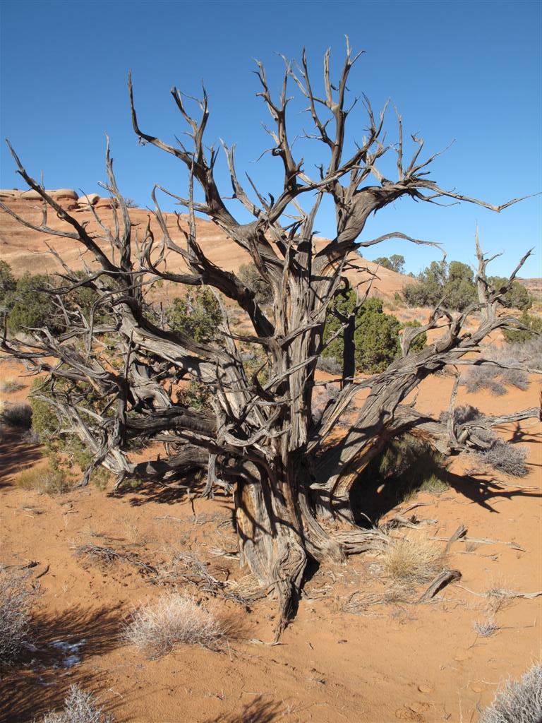 IMG_4499 (Large).JPG IMG_4499 (Large).JPG